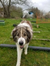 Cavaletti training H&uuml;tehund in Wallmow